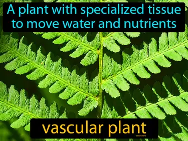 a plant with specialized tissue to move water and food