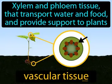 xylem and phloem tissue that transport water and food, and provide support to plants
