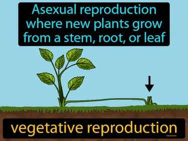 asexual reproduction where new plants grow from a stem, root, or leaf
