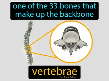 one of the 33 bones that make up the backbone
