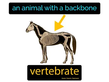 Vertebrates, Fishes, Amphibians and Reptiles