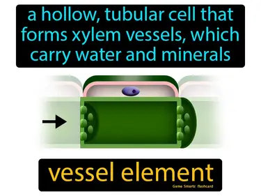 a hollow, tubular cell that forms xylem vessels, which carry water and minerals