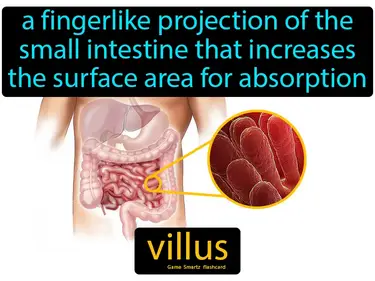a fingerlike projection of the small intestine that increases the surface area for absorption