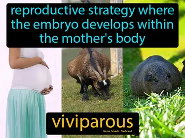reproductive strategy where the embryo develops within the mother's body