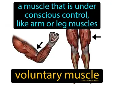 a muscle that is under conscious control, like the arm or leg muscles