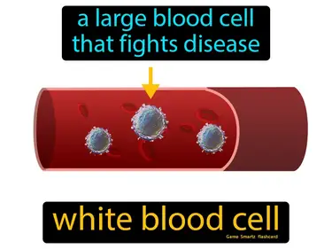 a large blood cell that fights disease
