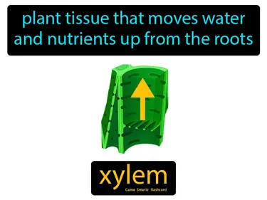 Plant Structure