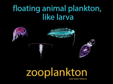 floating animal plankton