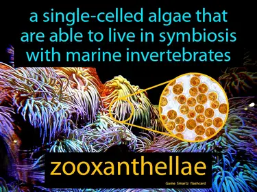 A single-celled algae that are able to live in symbiosis with marine invertebrates