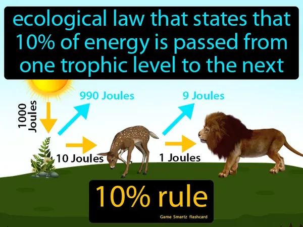 Ecological law that states that 10% of energy is passed from one trophic level to the next