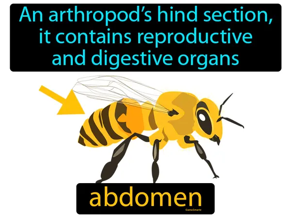 an arthropod’s hind section, it contains reproductive and digestive organs