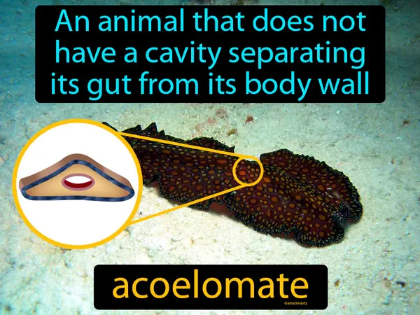 an animal that does not have a cavity separating its gut from its body wall
