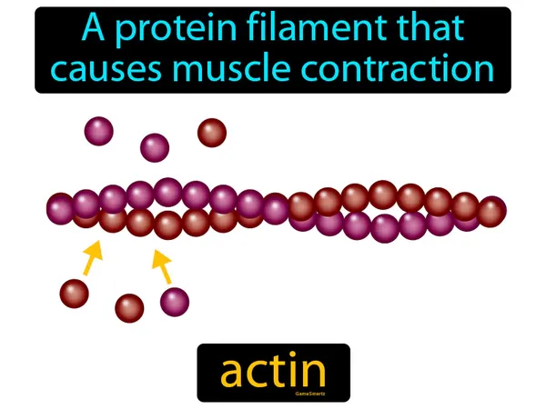 a protein filament that causes muscle contraction