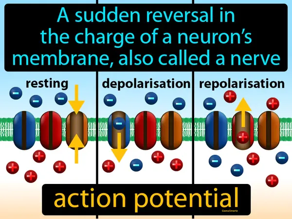 a sudden reversal in the charge of a neuron’s membrane, also called a nerve impulse