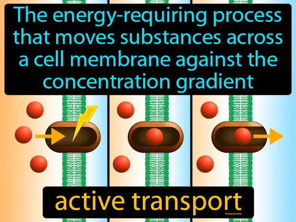 the movement of materials through the cell membrane using energy