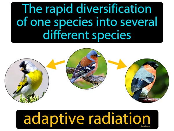 the rapid diversification of one species into several different species