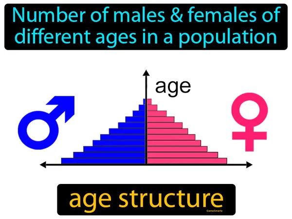 the number of males and females of different ages in a population