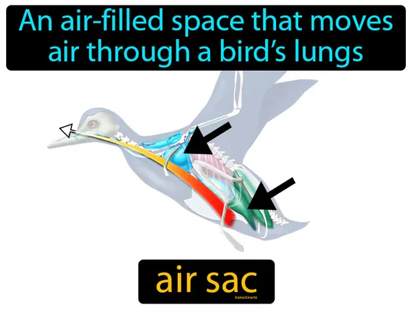 an air-filled space that moves air through a bird’s lungs
