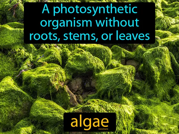 a photosynthetic organism without roots, stems, or leaves