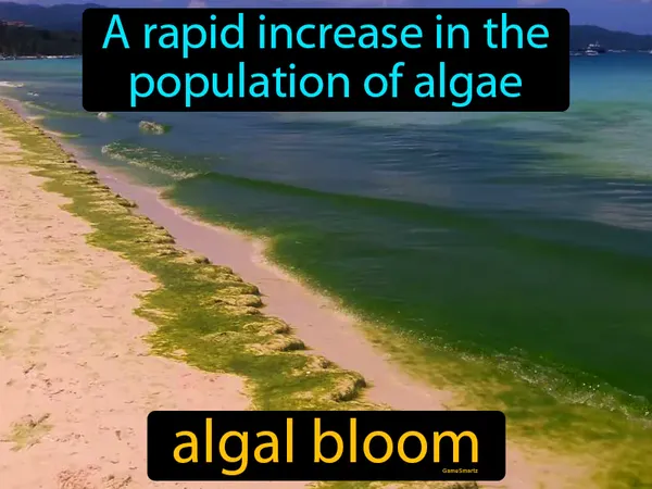A rapid increase in the population of algae