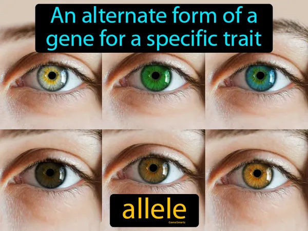 an alternate form of a gene for a specific trait