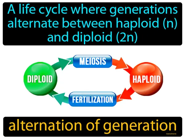 a life cycle where generations alternate between haploid (n) and diploid (2n)