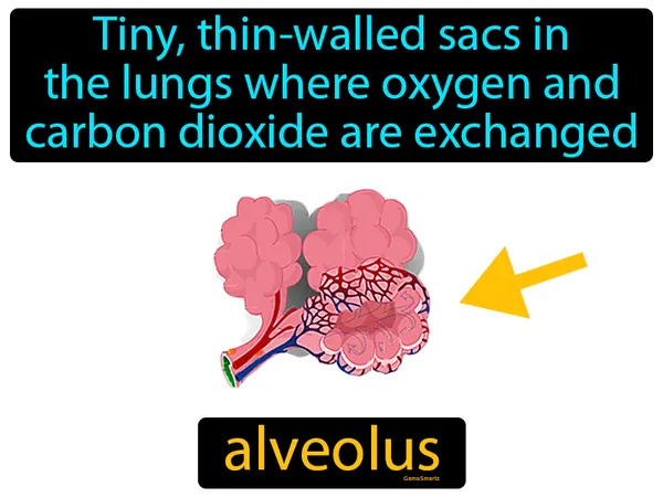 tiny, thin-walled sacs in the lungs where oxygen and carbon dioxide are exchanged between air and the blood
