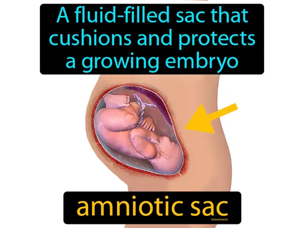 a fluid-filled sac that cushions and protects a growing embryo
