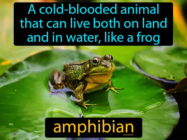 a cold-blooded animal that can live both on land and in water, like a frog