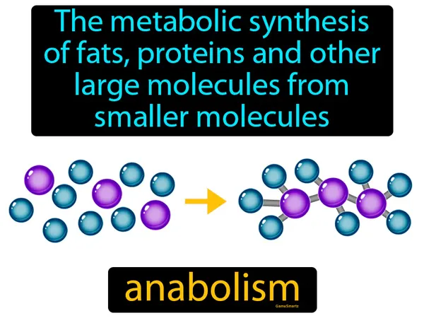 the metabolic synthesis of fats, proteins and other large molecules from smaller molecules
