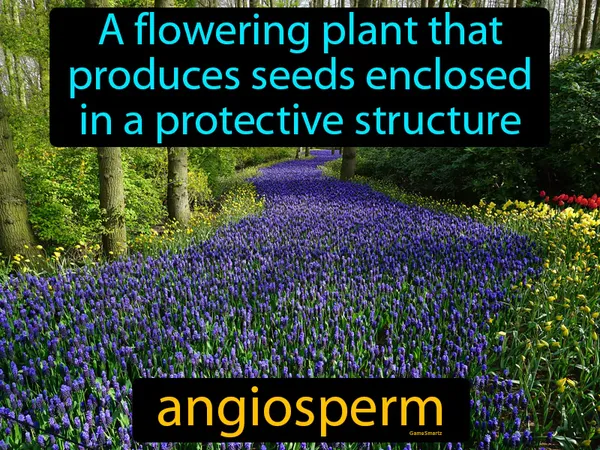a flowering plant that produces seeds enclosed in a protective structure, most plants are angiosperms