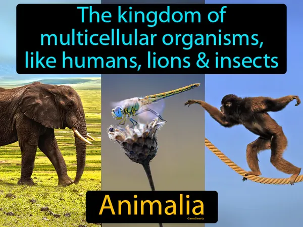 the kingdom of multicellular organisms, like humans, lions and insects