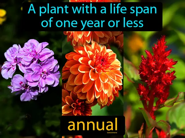 a plant with a life span of one year or less