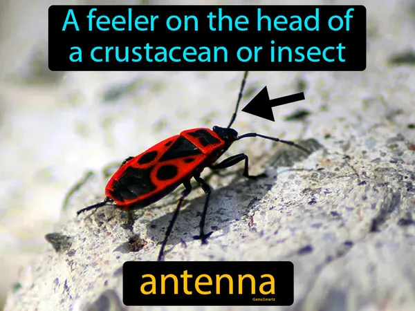 a feeler on the head of a crustacean or insect