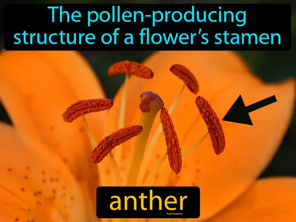 the pollen-producing structure of a flower’s stamen