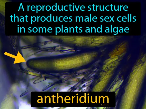 a  reproductive structure that produces male sex cells in some plants and algae