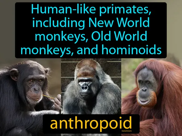 human-like primates, including new world monkeys, old world monkeys, and hominoids