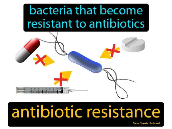 Bacteria that become resistant to antibiotics
