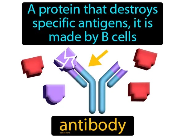 a protein that destroys specific antigens, it is made by B cells