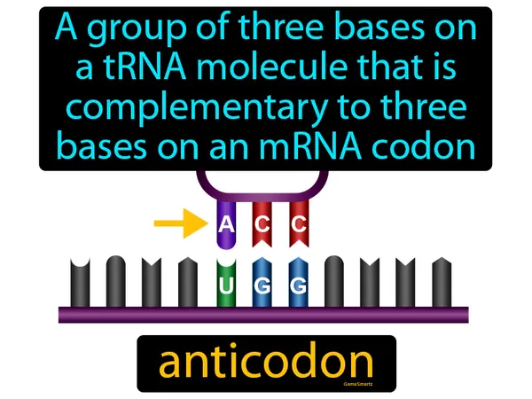 a group of three bases on a tRNA molecule that is complementary to three bases on an mRNA codon