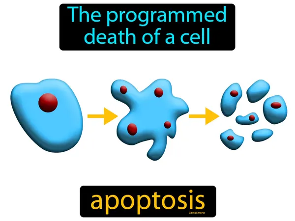 the programmed death of a cell