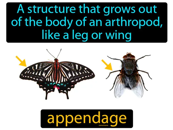 a structure that grows out of the body of an arthropod, like a leg or wing