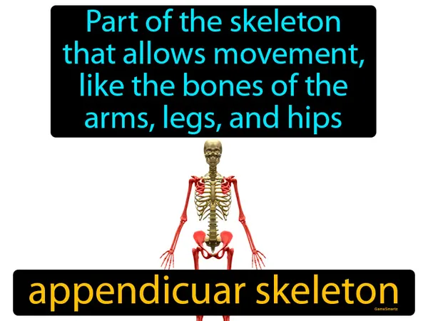 the part of the skeleton that allows movement, like bones of the arms, legs, and hips