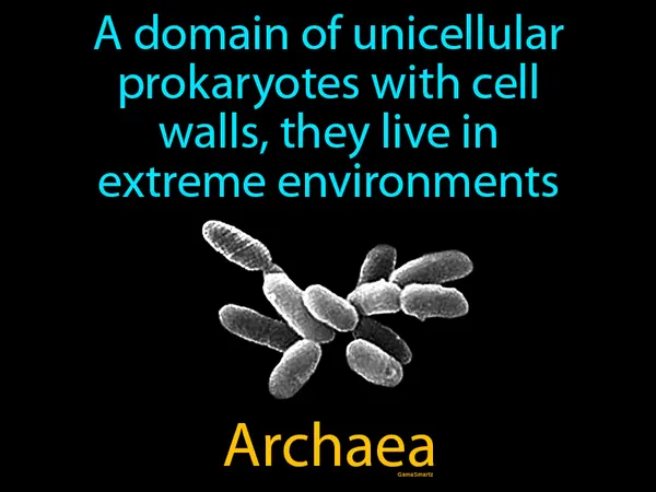 A domain of unicellular prokaryotes with cell walls, they live in extreme environments
