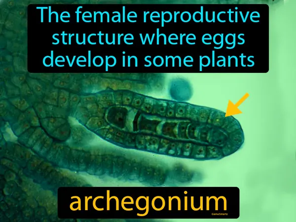 the female reproductive structure where eggs develop in some plants