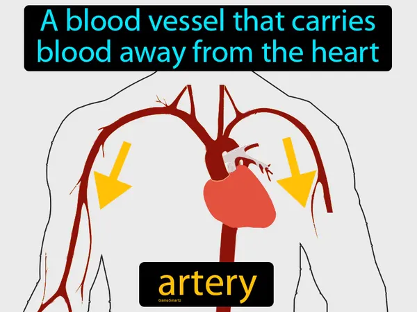 a blood vessel that carries blood away from the heart