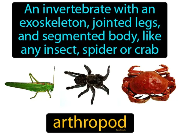 an invertebrate with an exoskeleton, jointed legs, and segmented body, like any insect, spider, crab etc