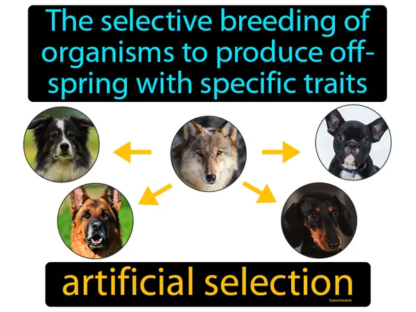 the selective breeding of organisms to produce offspring with specific traits