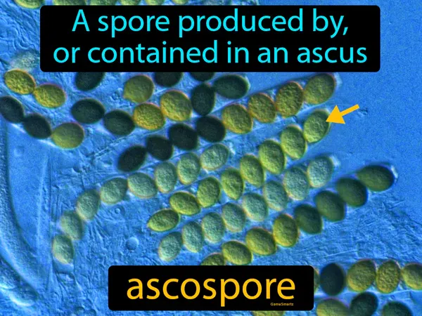 a spore produced by, or contained in an ascus