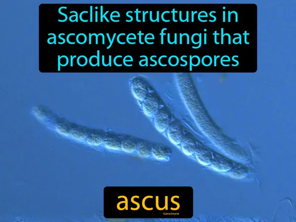 saclike structures in ascomycete fungi that produce ascospores